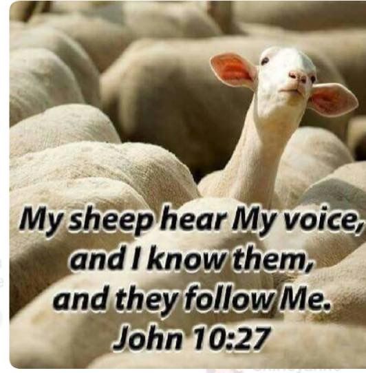 My sheep hear my voice.jpg